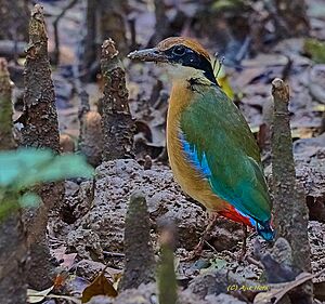 Mangrove Pitta