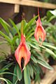 Masdevalliaveitchiana