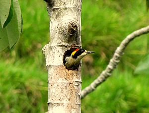 Melanerpes pulcher nesting.jpg