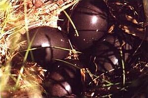 Nothura maculosa eggs