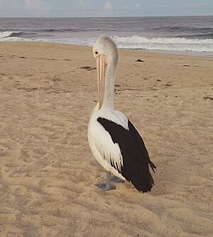 Pelican at entrance