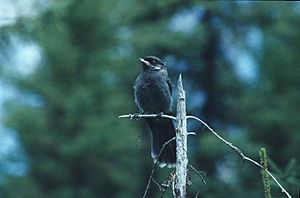 Perisoreus canadensis juvenile