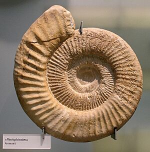 Perisphinctes ammonite