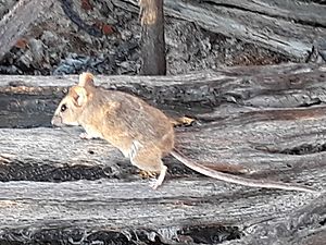 Peromyscus slevini