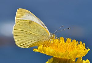 Pieris cheiranthi qtl1.jpg