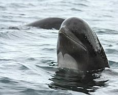 Pilot whale spyhop