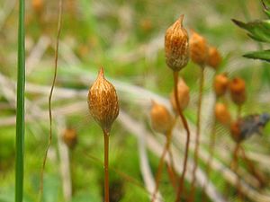 Polytrichum strictum sporogonen