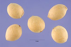 Prma 002 shp (Prunus mahaleb).jpg