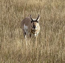 Pronghorn Theodore Roosevelt NP ND1