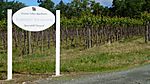 Quarryhill Botanical Garden Vineyard, Glen Ellen, CA.jpg