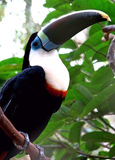 Ramphastos tucanus (intergrade) -Brazil-8a