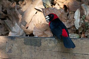 Ramphocelus sanguinolentus -Belize-8.jpg