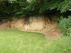 Rockhall Wood Pit, Sutton 6.jpg