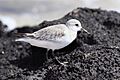 Sanderling-floreana