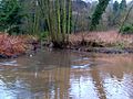 Smestow Brook 18 Stour confluence