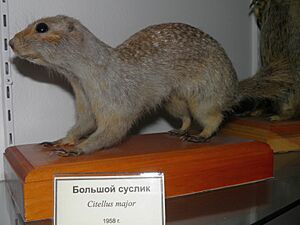 Spermophilus major.jpg