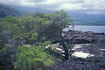 Starr 000621-1281 Prosopis pallida