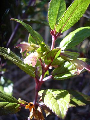 Starr 040723-0245 Stenogyne rugosa.jpg