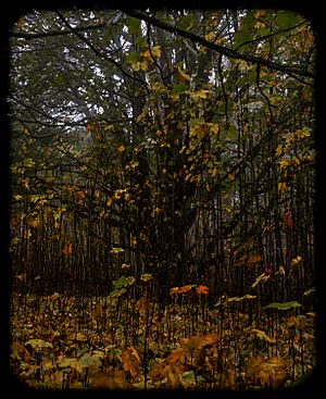 Staying Still 1 - Late Autumn At The Fairy Tree