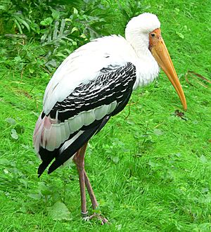 Stork.jpg