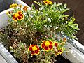 Tagetes 20050925