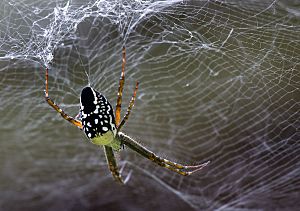 Tent Spider in Cairns - Cyrtophora moluccensis.jpg