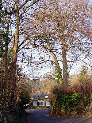 A narrow, winding road leads steeply downwards through trees, to a cottage with woods in the distance