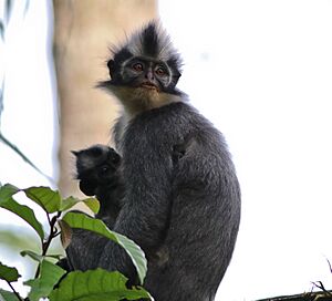 Thomas's langur (Presbytis thomasi)