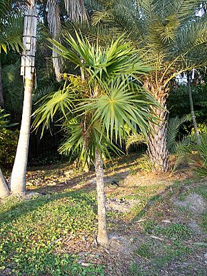 Thrinax Radiata.JPG