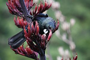 Tui Eating Phormium Tenax