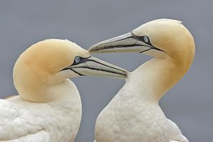 Two Gannets edit 2