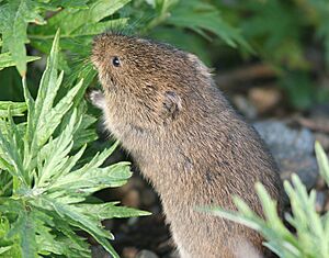 VOLE, TUNDRA (microtus oeconomus) (9-4-08) gambell, ak -2 (2834490753).jpg