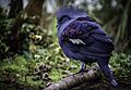 Western Crowned Pigeon Wingham zoo