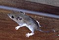 White-footed Mouse, Cantley, Quebec