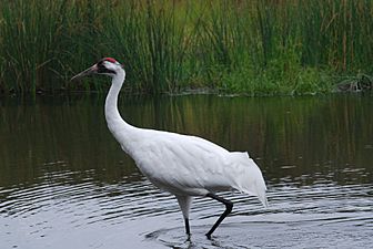 Whooping Crane (3873713594)