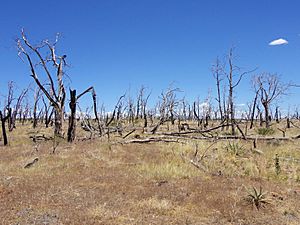 Wildfire damage at Mesa Verde by RO