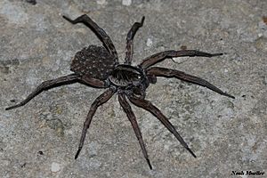 Wolf Spider (Hogna carolinensis)