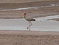 Yellow-billed stork