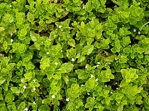 Yerba Buena - Clinopodium douglasii.jpg