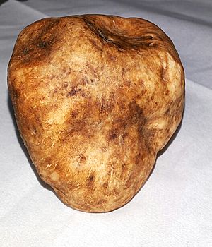 دنبلان یامچی Yamchi Truffle