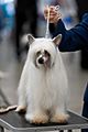 1AKC Chinese Crested powderpuff at Dog Show 2011