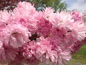 2014-05-10 12 34 11 Flowering Cherry along New Jersey Route 29 in Hopewell Township, New Jersey