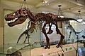 AMNH 5027 Trex