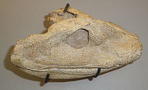 Acanthostega gunnari - head