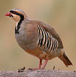 Alectoris-chukar-001.jpg