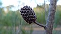 Allocasuarina distyla cone 1