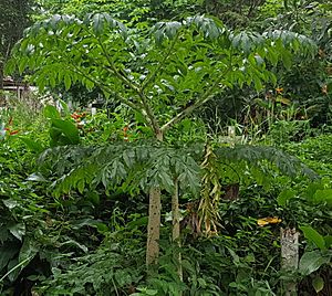 Amorphophallus paeoniifolius (Philippines) 5.jpg