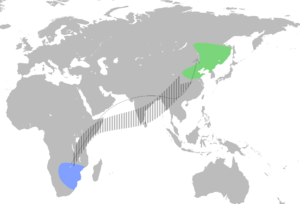 AmurFalconMap.svg