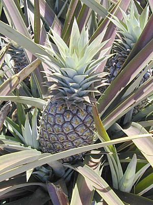 Ananas.comosus1web.jpg