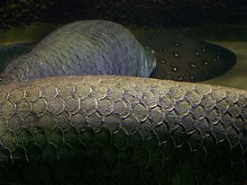 Arapaima gigas scales 3860